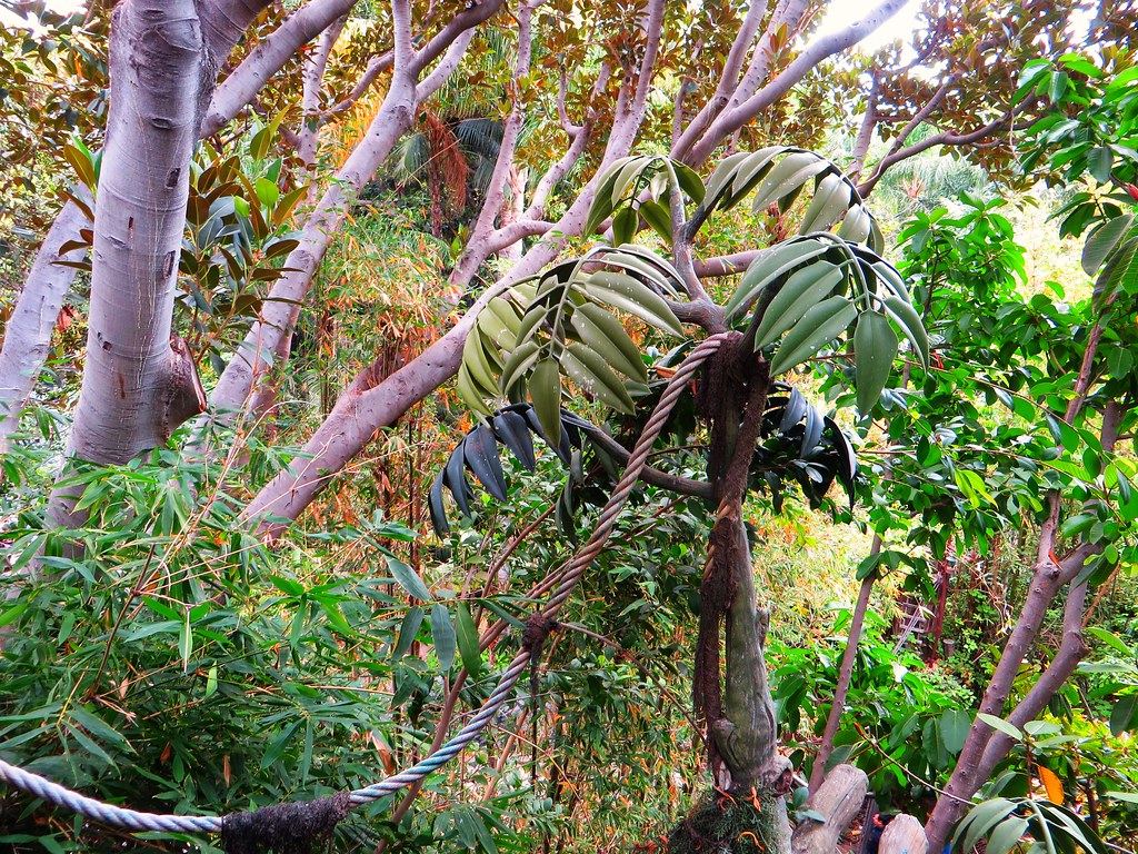 Hong Kong Disneyland